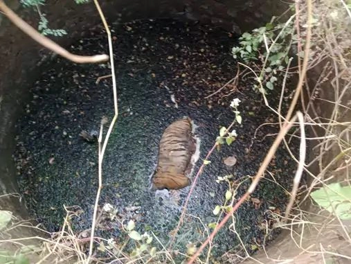 बांधवगढ़: 7 को जिसकी अंत्येष्टि हुई, वह कोई और थी, एंक्लोजर से फरार, अब कुएं में टाइगर का शव मिला