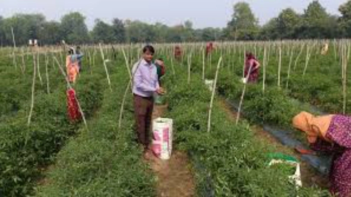 मसाला फसलों के उत्पादन में हम अव्वल, उद्यानिकी फसलों के रकबे का करें विस्तार: CM डॉ. यादव