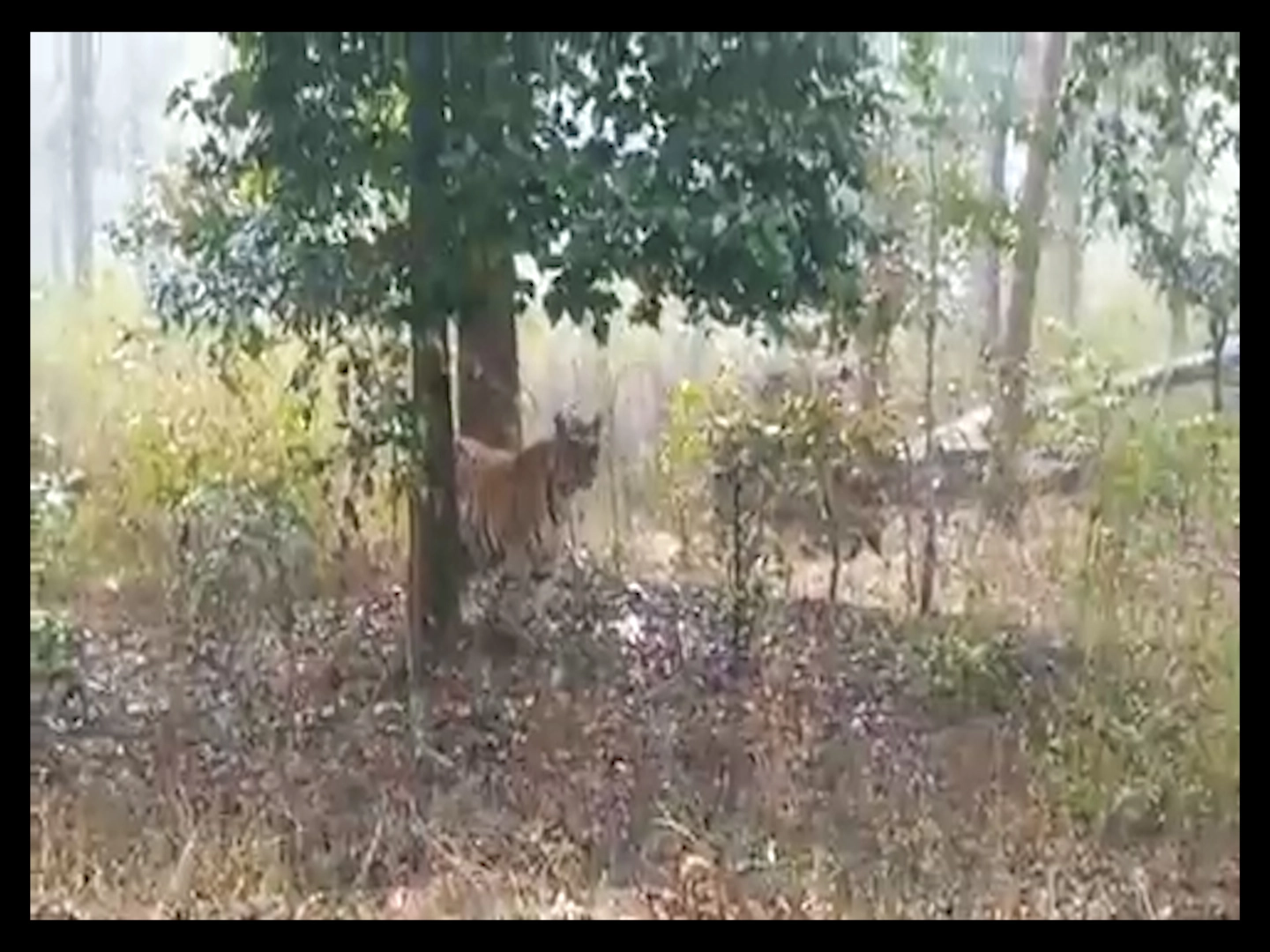 मोचा किपलिंग केम्प के निकट घूमते हुए  दिखा बाघ