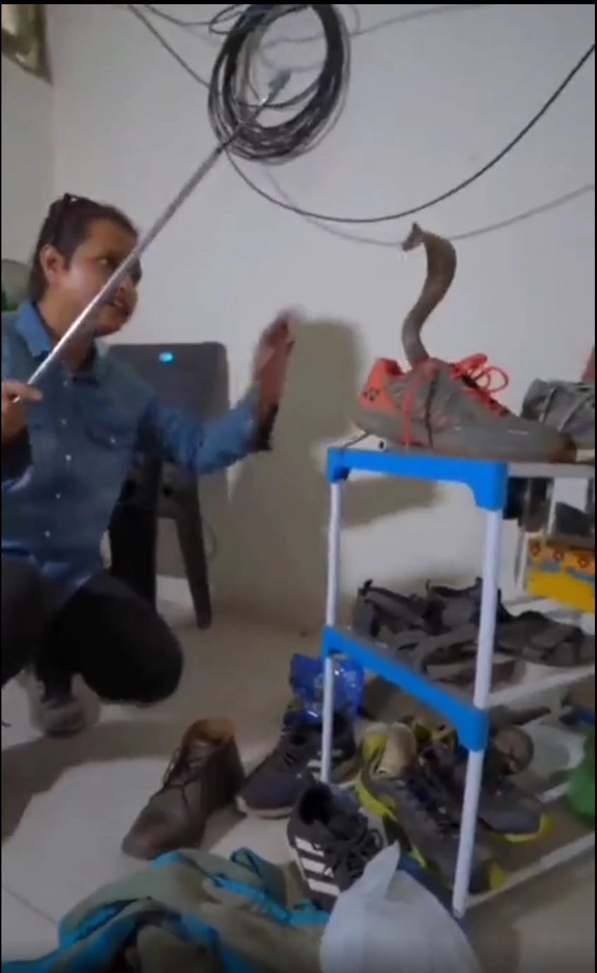 जूते से निकला कोबरा