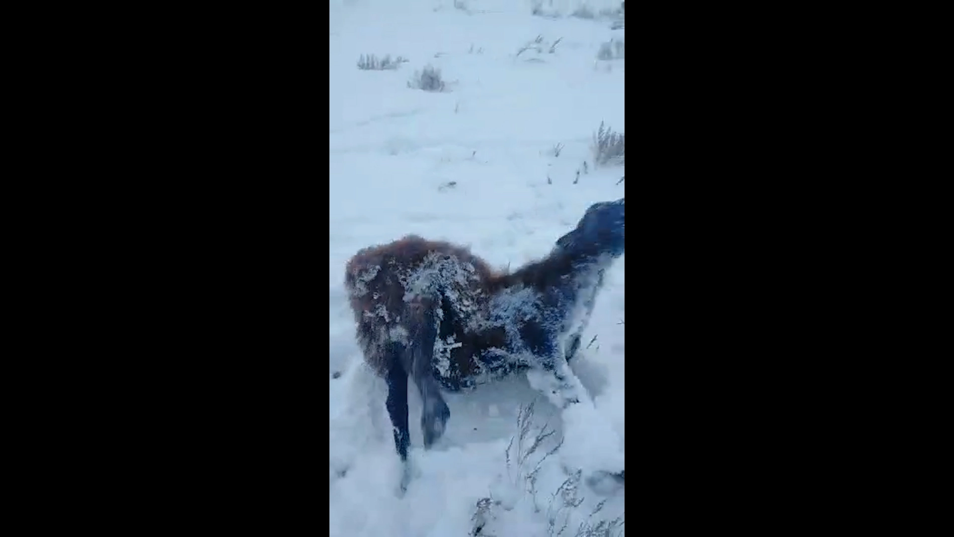  - 51 डिग्री...कज़ाकिस्तान... जानवर बर्फ में जम गए...