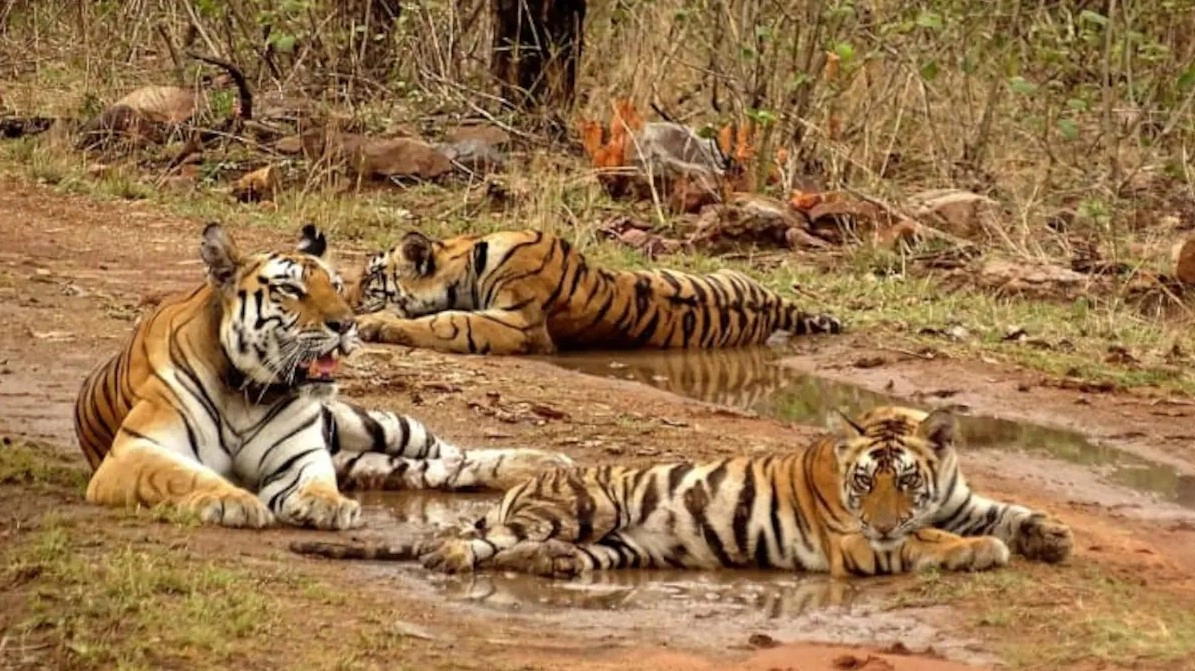 पन्ना टाइगर रिजर्व में रिकॉर्ड तोड़ कमाई, पर्यटकों की संख्या दुगुनी